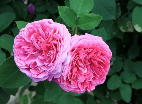 تصویر 4 از قیمت خرید گل محمدی صد برگ با فروش عمده